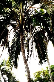 Sentry Palm - Howea belmoreana