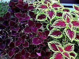 The Coleus makes a hardy a easy to manage house plant