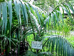 Kentia palm Howea forsteriana