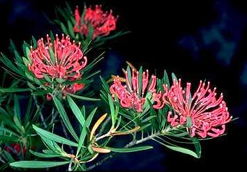 Mongo Waratah (T.mongaensis)