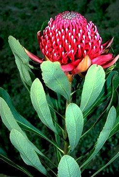 Cultivar Sunburst