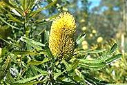Wallum Banksia