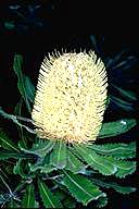 Saw Banksia
