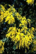 Acacia baileyana