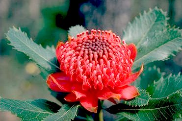 Waratah Telopea speciosisima
