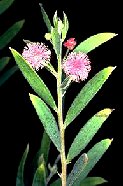 Acacia purprepetala