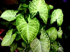 Syngonium podoyphyllum in juvenile form