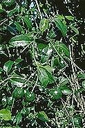 Capparis nobilis