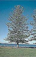 Araucaria heterophylla