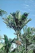 Rhopalostylis baueri
