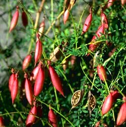 Following flowers they produce these pods
