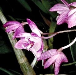 Dendrobium kingianum
