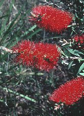 Callistemon citrinus