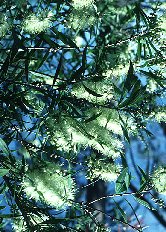 Callistemon formosus
