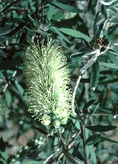 Callistemon pallidus