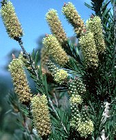 Callistemon pityoides