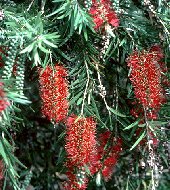 Callistemon viminalis
