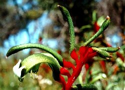 Anigozanthos manglesii RED and GREEN KANGAROO PAW