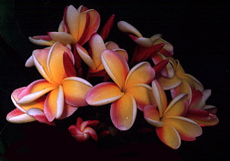 Plumeria tricolor a wonderful addition to a garden.