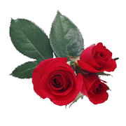 Ah the Rose interesting story