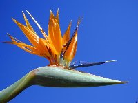 Makes a striking feature plant in any situation