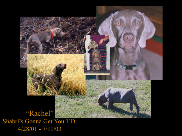 Rachel