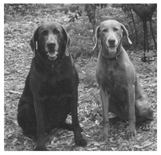 budfay.jpg (25029 bytes)