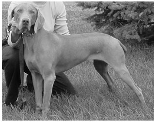 diaton.jpg (22304 bytes)