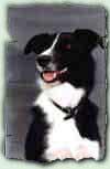 Ellie, Epi Dog