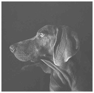 sage.jpg (14261 bytes)