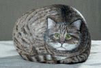 gatto_di_casa