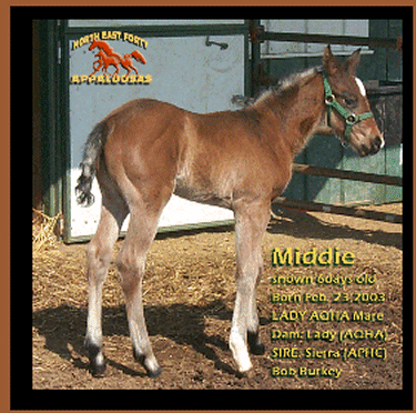 Bob Burkey new 2003 foal!