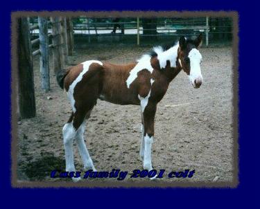 Colt,Toby, owned by Cass family mares  Slips Snazzy's Holiday, owned by Cass family and sire Robros Good Cat.   Foal born April 2001,
