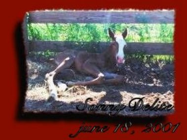 Foal owner Tammy Komarek,
mare Shadow Robin Mist (Paint Mare) Sire:Bodie (Quarter Horse) Born June 18, 2001, 1 day old! 
