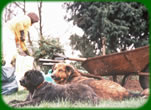 Christine Sam and Lady working in the flower beds