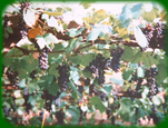Black HUmbug Grapes covering the pergola