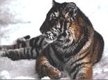 Siberian Snow