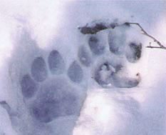 Tracks
