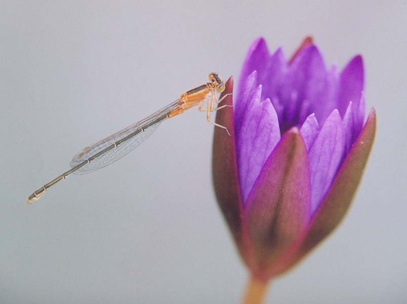 Damselfly01