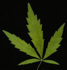 Diesmal etwas gr�sser!