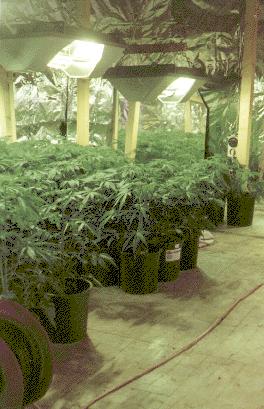 Blick in ein Gew�chshaus