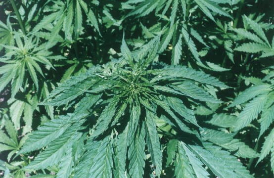 Green Is The Colour...