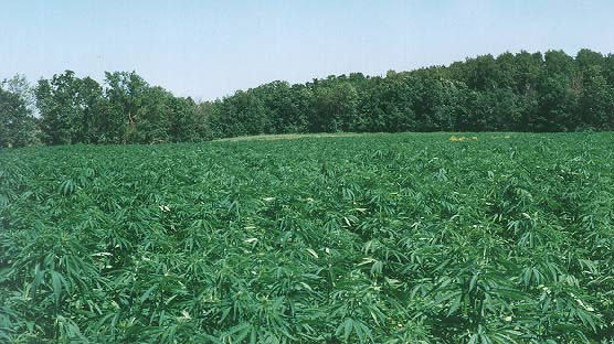 ...und zum Schluss ein ganzes Feld!