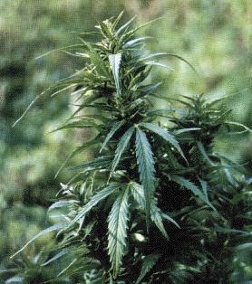 Eine weitere Sch�nheit!