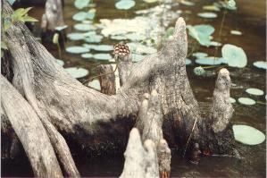 cypress knees at Lake Waccamaw
