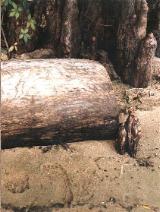 footprint among cypress knees at Lake Waccamaw