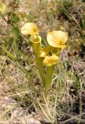 pitcher plant, aka Jack-in-pulpit near Clewis Corner