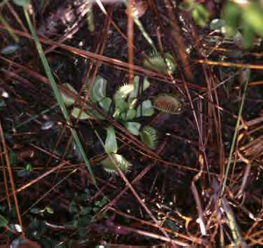 Venus Flytrap