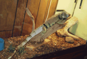 Dragon, my Iguana. Big for a 4-year-old, eh?