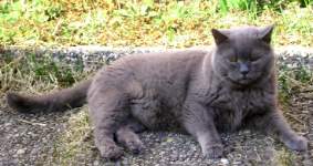 Bamse 12 years old